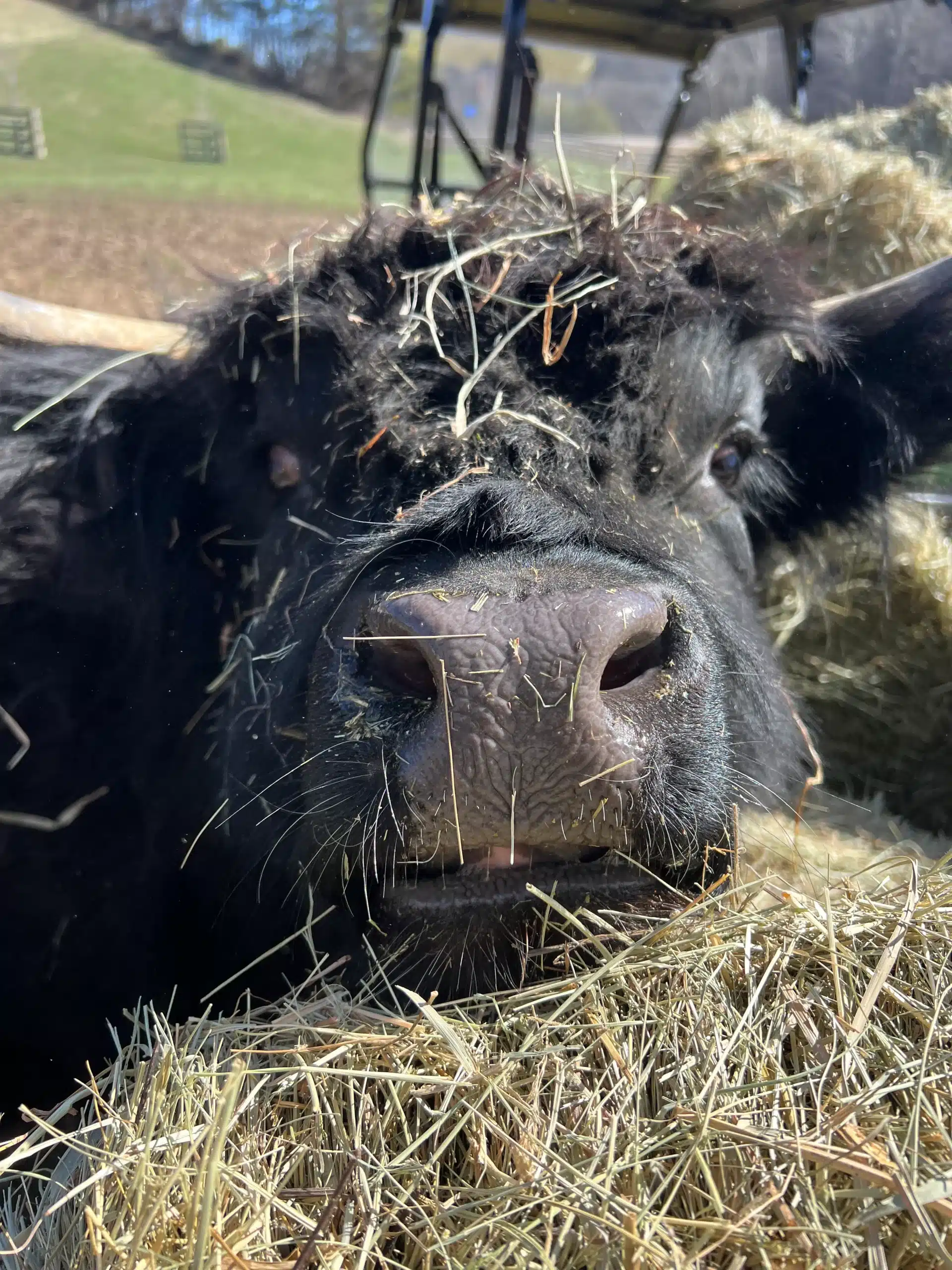 June Bug at Fox's High Rock Farm