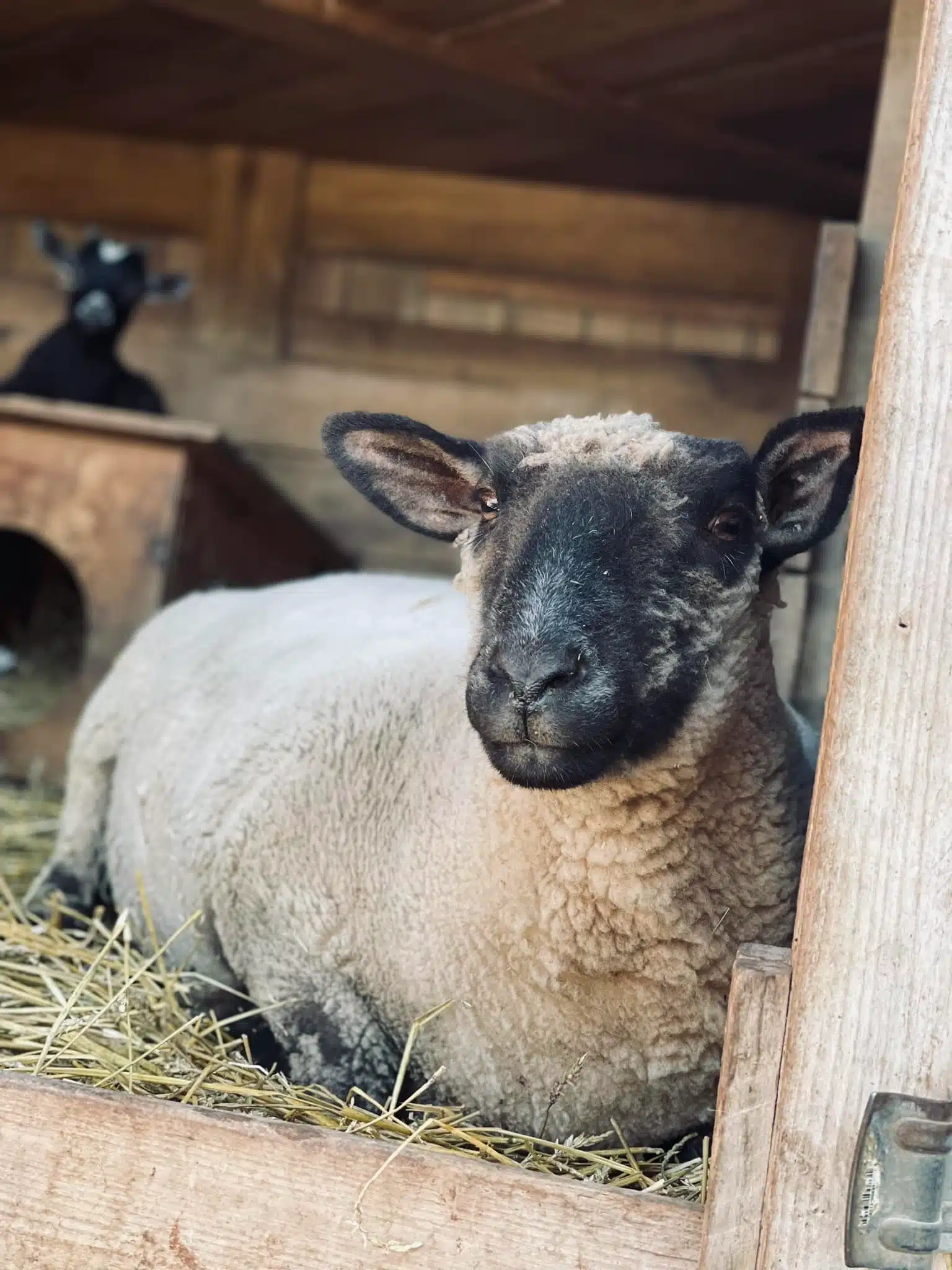 Tulip at Fox's High Rock Farm