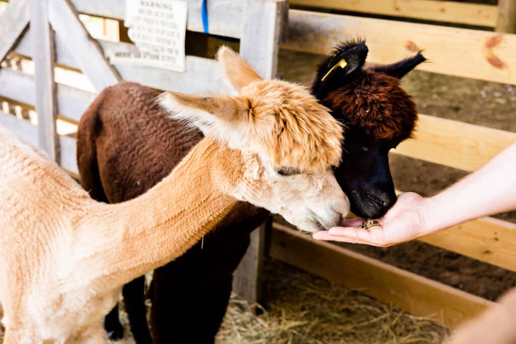 Two Alpacas being fed