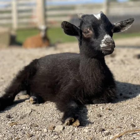 Benny Benny the goat at Fox's High Rock Farm