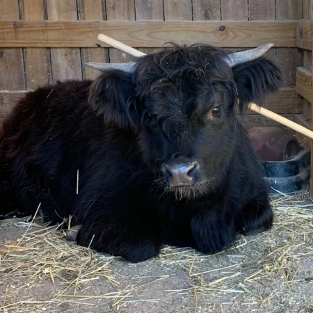 June Bug June Bug the cow at Fox's High Rock Farm