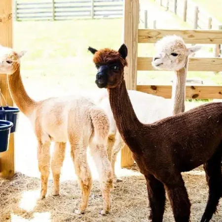 OMd2uvIg Alpacas