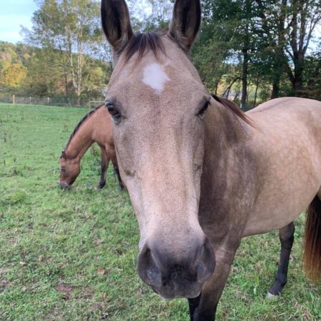 Fox’s High Rock Farm Horse Fox's High Rock Farm Horse