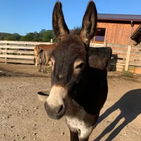 Zeke Zeke the Donkey at Fox's High Rock Farm