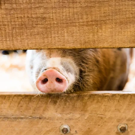 jlzd5wI4 Pig at Fox's High rock Farm