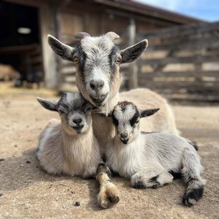 Fox’s High Rock Farm Goats Fox's High Rock Farm Goats